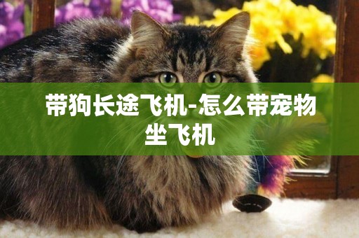 帶狗長途飛機-怎么帶寵物坐飛機