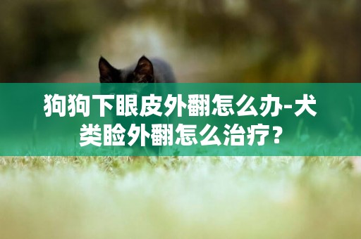 狗狗下眼皮外翻怎么辦-犬類瞼外翻怎么治療？
