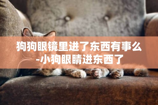 狗狗眼鏡里進了東西有事么-小狗眼睛進東西了
