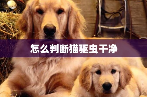 怎么判斷貓驅蟲干凈