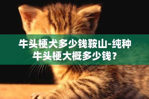 牛頭梗犬多少錢鞍山-純種牛頭梗大概多少錢？