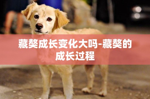 藏獒成長變化大嗎-藏獒的成長過程