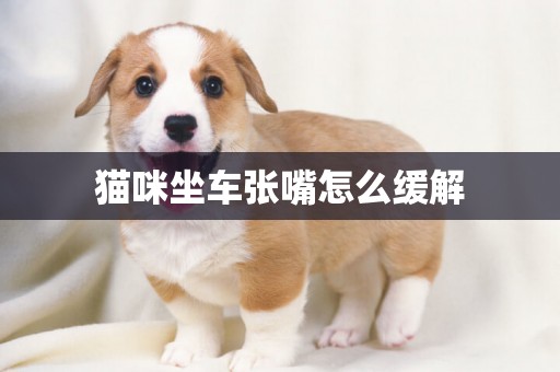 貓咪坐車張嘴怎么緩解