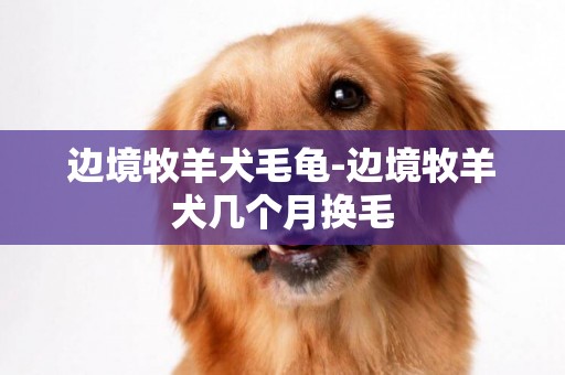邊境牧羊犬毛龜-邊境牧羊犬幾個月換毛