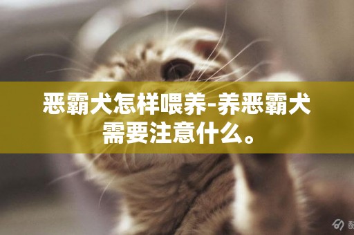 惡霸犬怎樣喂養-養惡霸犬需要注意什么。