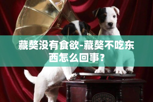 藏獒沒有食欲-藏獒不吃東西怎么回事？