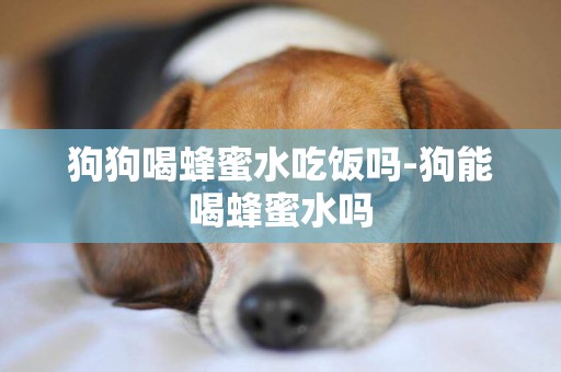 狗狗喝蜂蜜水吃飯嗎-狗能喝蜂蜜水嗎