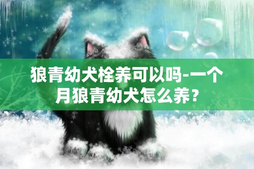狼青幼犬栓養可以嗎-一個月狼青幼犬怎么養？