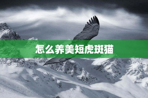 怎么養美短虎斑貓