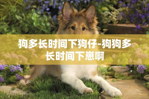 狗多長時間下狗仔-狗狗多長時間下崽啊