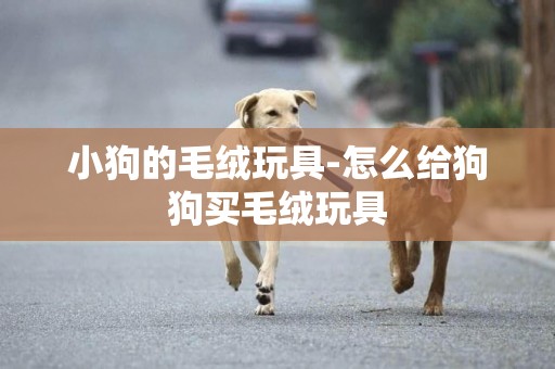 小狗的毛絨玩具-怎么給狗狗買毛絨玩具