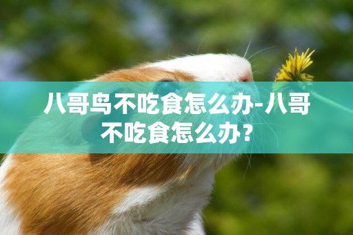 八哥鳥不吃食怎么辦-八哥不吃食怎么辦？