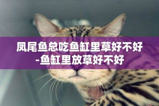 鳳尾魚總吃魚缸里草好不好-魚缸里放草好不好