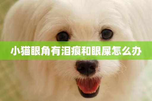 小貓眼角有淚痕和眼屎怎么辦