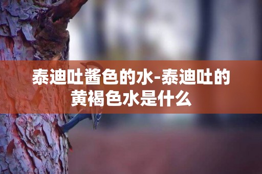 泰迪吐醬色的水-泰迪吐的黃褐色水是什么