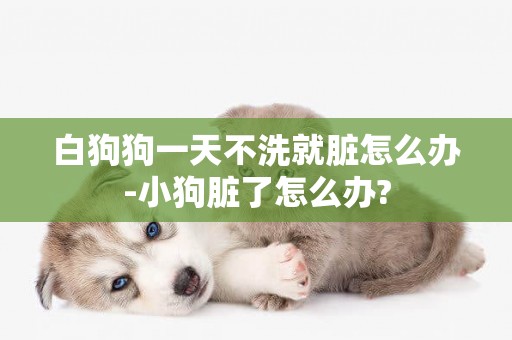 白狗狗一天不洗就臟怎么辦-小狗臟了怎么辦?
