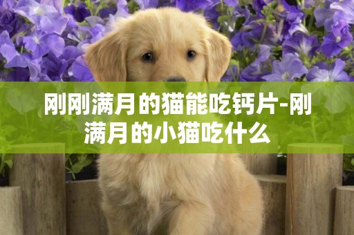剛剛滿月的貓能吃鈣片-剛滿月的小貓吃什么