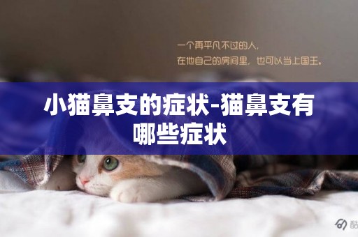 小貓鼻支的癥狀-貓鼻支有哪些癥狀