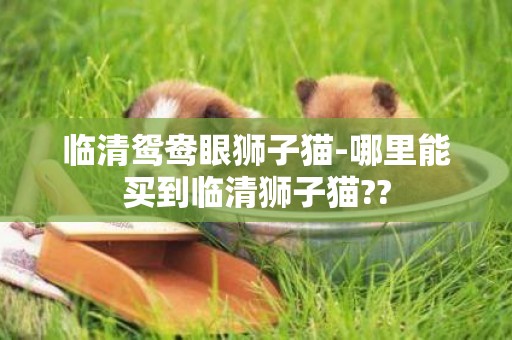 臨清鴛鴦眼獅子貓-哪里能買到臨清獅子貓??