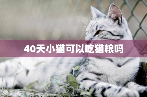 40天小貓可以吃貓糧嗎