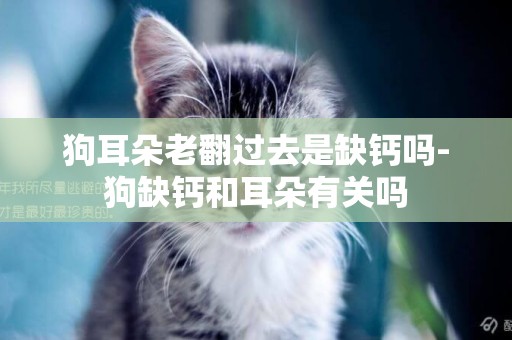 狗耳朵老翻過去是缺鈣嗎-狗缺鈣和耳朵有關嗎
