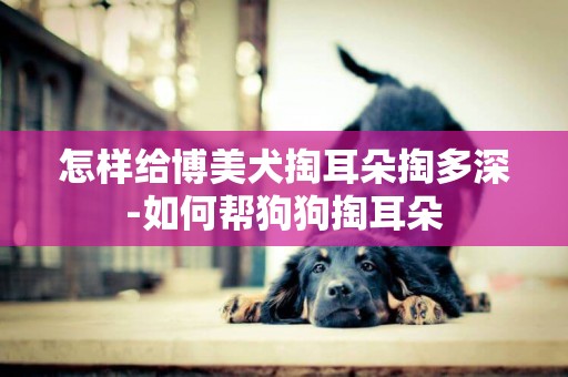 怎樣給博美犬掏耳朵掏多深-如何幫狗狗掏耳朵
