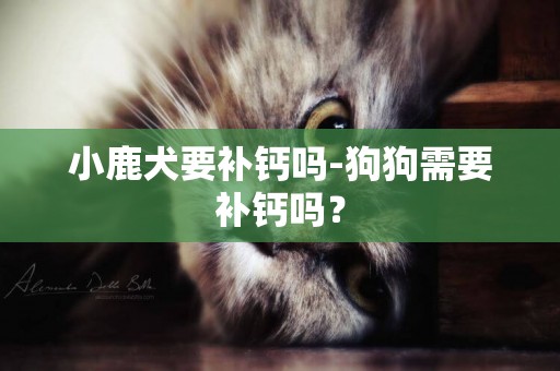 小鹿犬要補鈣嗎-狗狗需要補鈣嗎？