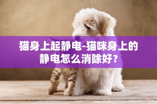 貓身上起靜電-貓咪身上的靜電怎么消除好？