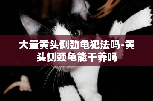 大量黃頭側勁龜犯法嗎-黃頭側頸龜能干養嗎