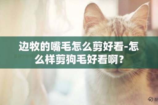 邊牧的嘴毛怎么剪好看-怎么樣剪狗毛好看啊？