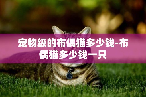 寵物級的布偶貓多少錢-布偶貓多少錢一只