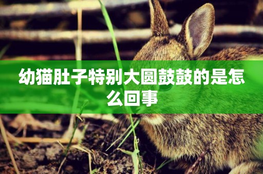 幼貓肚子特別大圓鼓鼓的是怎么回事