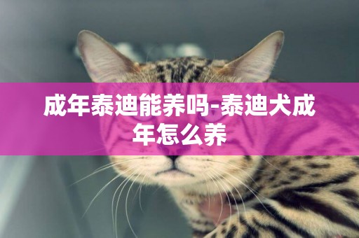 成年泰迪能養嗎-泰迪犬成年怎么養