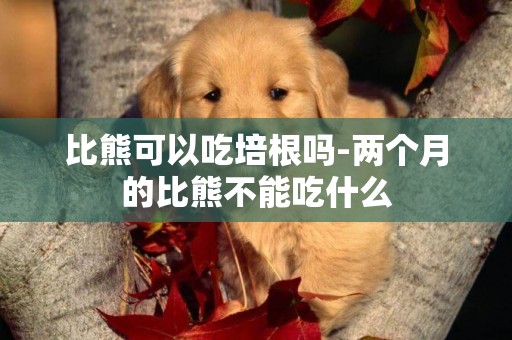 比熊可以吃培根嗎-兩個月的比熊不能吃什么