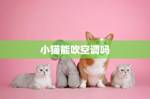 小貓能吹空調嗎