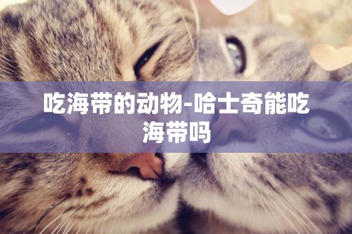 吃海帶的動物-哈士奇能吃海帶嗎