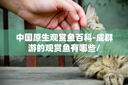 中國原生觀賞魚百科-成群游的觀賞魚有哪些/