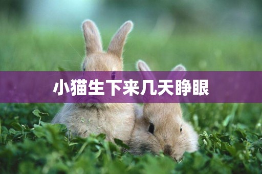 小貓生下來幾天睜眼