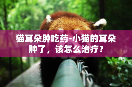 貓耳朵腫吃藥-小貓的耳朵腫了，該怎么治療？