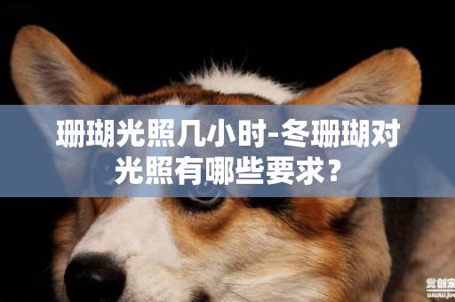 珊瑚光照幾小時-冬珊瑚對光照有哪些要求？