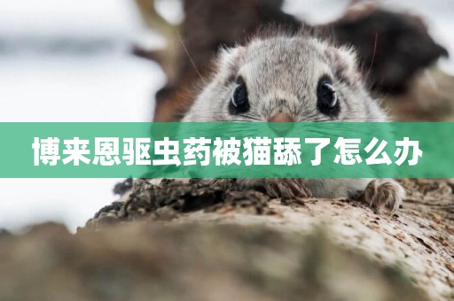 博來恩驅蟲藥被貓舔了怎么辦
