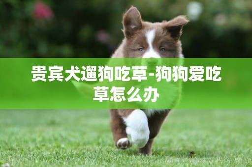 貴賓犬遛狗吃草-狗狗愛吃草怎么辦