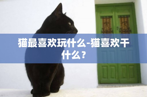 貓最喜歡玩什么-貓喜歡干什么？