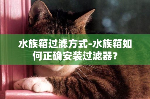 水族箱過濾方式-水族箱如何正確安裝過濾器？