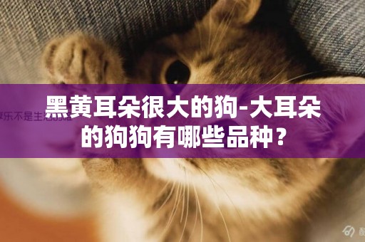 黑黃耳朵很大的狗-大耳朵的狗狗有哪些品種？