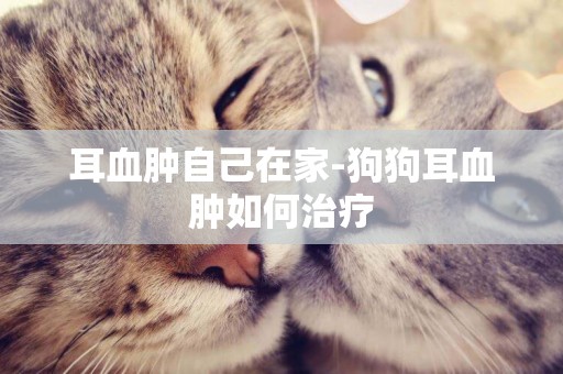 耳血腫自己在家-狗狗耳血腫如何治療