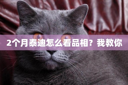 2個月泰迪怎么看品相？我教你