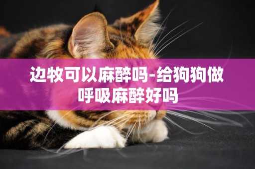 邊牧可以麻醉嗎-給狗狗做呼吸麻醉好嗎