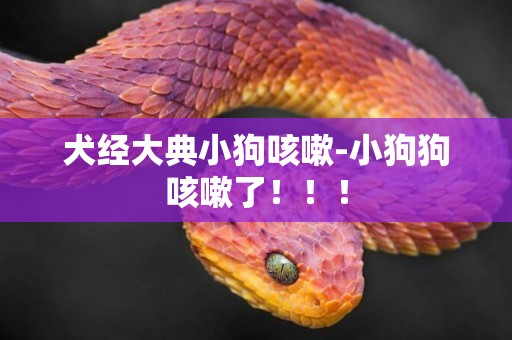犬經大典小狗咳嗽-小狗狗咳嗽了！！！