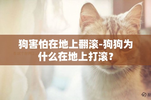 狗害怕在地上翻滾-狗狗為什么在地上打滾？